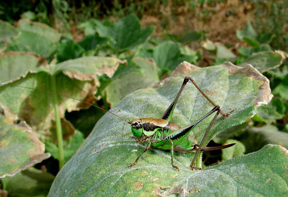 Eupholidoptera chabrieri magnifica